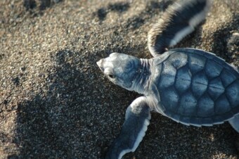 David Attenborough: curiosi di natura: Guida TV - TV Sorrisi e Canzoni
