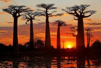 Madagascar: l'isola rossa: Guida TV - TV Sorrisi e Canzoni