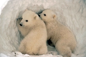 Crescere... Orfanelli di orso polare: Guida TV - TV Sorrisi e Canzoni