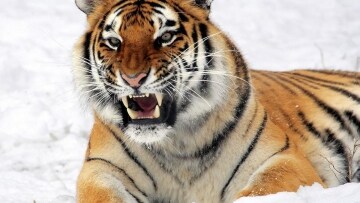 Amba, la tigre siberiana: Guida TV - TV Sorrisi e Canzoni