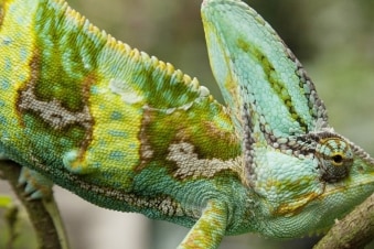 David Attenborough: curiosi di natura: Guida TV - TV Sorrisi e Canzoni