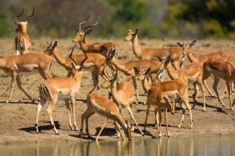 Africa: Guida TV - TV Sorrisi e Canzoni