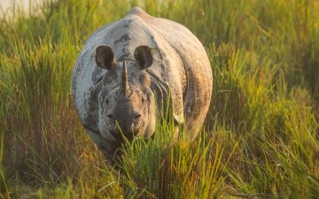 Planet Earth II - Le Meraviglie Della Natura: Guida TV - TV Sorrisi e Canzoni