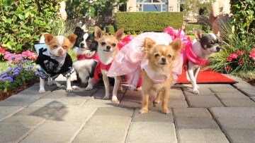 Beverly Hills Chihuahua 3: Viva la Fiesta!: Guida TV - TV Sorrisi e Canzoni