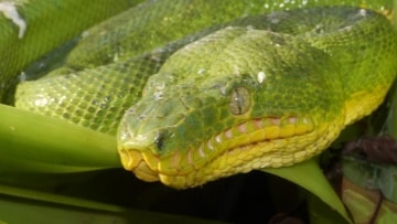 Nelle fauci dell'Anaconda: Guida TV - TV Sorrisi e Canzoni