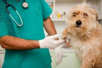 La clinica degli animali: Guida TV - TV Sorrisi e Canzoni