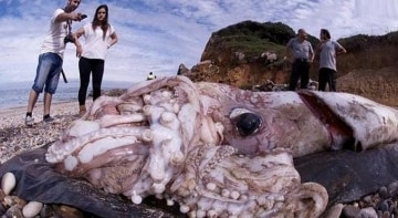 Alla ricerca del calamaro gigante: Guida TV - TV Sorrisi e Canzoni