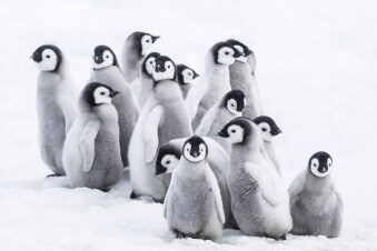 L'impero dei pinguini: Guida TV  - TV Sorrisi e Canzoni