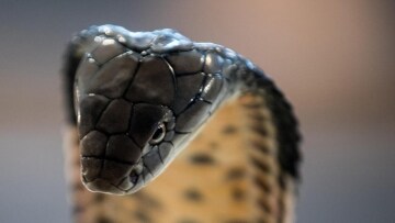 Alla ricerca del cobra reale: Guida TV - TV Sorrisi e Canzoni