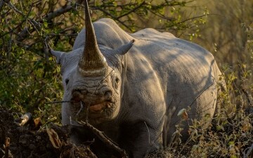 Africa: Guida TV - TV Sorrisi e Canzoni