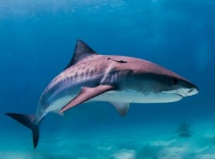 La spiaggia dello squalo tigre: Guida TV  - TV Sorrisi e Canzoni