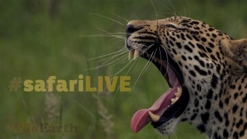 Safari: avventure estreme: Guida TV - TV Sorrisi e Canzoni