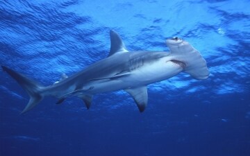 I segreti dello squalo martello: Guida TV - TV Sorrisi e Canzoni