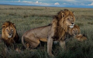 Leoni: nel branco del Serengeti: Guida TV - TV Sorrisi e Canzoni