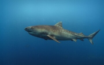Shark Men: Guida TV - TV Sorrisi e Canzoni
