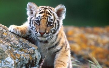 Zoo Junior: Guida TV - TV Sorrisi e Canzoni