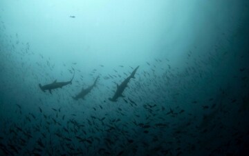 Lo squalo dei vulcani: Guida TV - TV Sorrisi e Canzoni