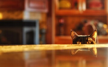 La vita segreta degli animali: Guida TV - TV Sorrisi e Canzoni