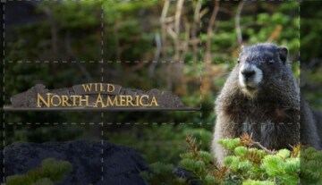 Wild Nord America: Guida TV - TV Sorrisi e Canzoni