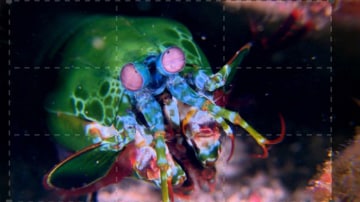 Wildest Pacific: Guida TV - TV Sorrisi e Canzoni