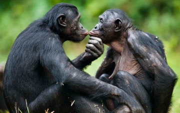 Animali innamorati: Guida TV - TV Sorrisi e Canzoni