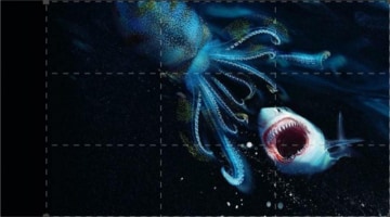 Squalo bianco vs. Kraken: la sfida: Guida TV - TV Sorrisi e Canzoni