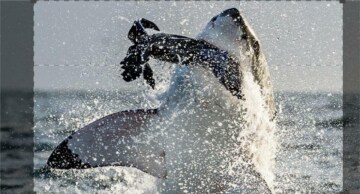 Il cerchio della vita - Natura meravigliosa: Guida TV - TV Sorrisi e Canzoni
