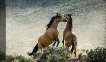 Planet Earth II - Le meraviglie della natura: Guida TV - TV Sorrisi e Canzoni