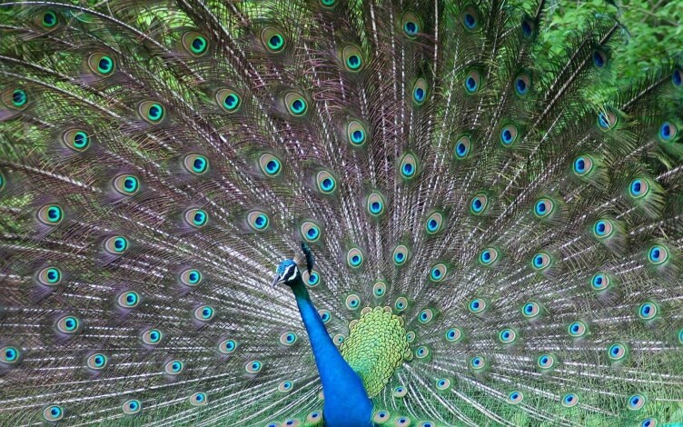 Le grandi meraviglie della natura: Guida TV - TV Sorrisi e Canzoni