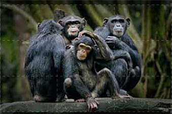 Animali: alleanze strategiche: Guida TV - TV Sorrisi e Canzoni