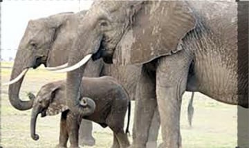 Elephants Up Close: Guida TV - TV Sorrisi e Canzoni