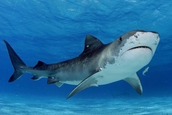 Gli squali più pericolosi del mondo: Guida TV  - TV Sorrisi e Canzoni