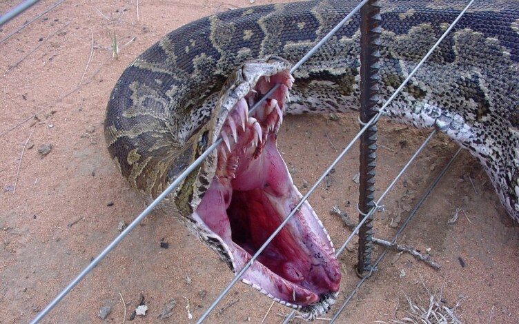 Nelle fauci dell'Anaconda: Guida TV - TV Sorrisi e Canzoni