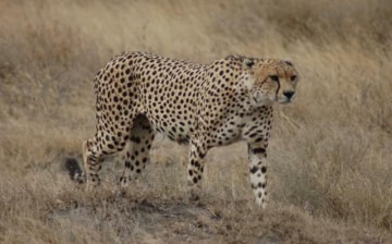 Beautiful Serengeti: Guida TV - TV Sorrisi e Canzoni