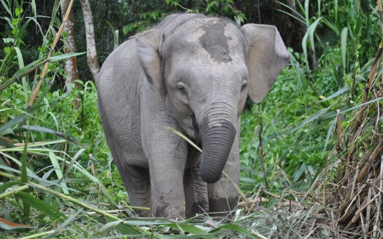 L'elefante pigmeo del Borneo: Guida TV - TV Sorrisi e Canzoni
