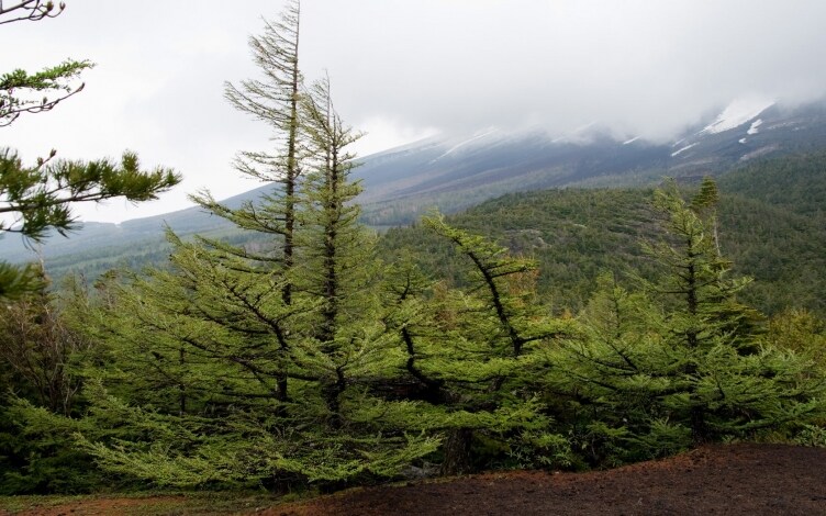 Giappone: natura segreta: Guida TV - TV Sorrisi e Canzoni