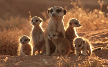 Planet Earth "I Diari" - Dietro le quinte - Deserti: Guida TV - TV Sorrisi e Canzoni