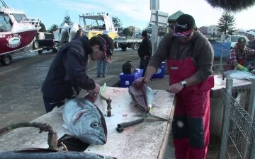 Swords: pesca in alto mare: Guida TV - TV Sorrisi e Canzoni