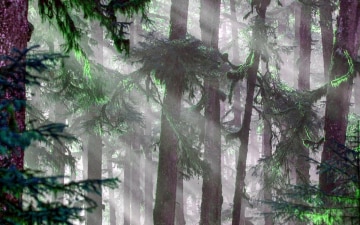 Il bosco magico: Guida TV - TV Sorrisi e Canzoni