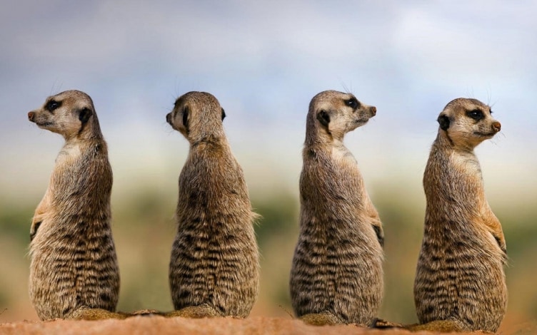 Meerkats - Le sentinelle del deserto: Guida TV - TV Sorrisi e Canzoni