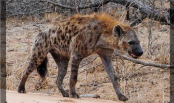 Dynasties II - I Diari: Guida TV - TV Sorrisi e Canzoni
