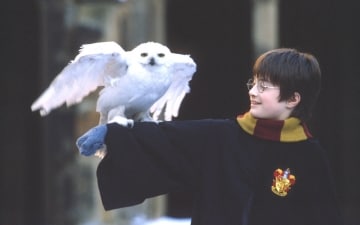 Harry Potter e la pietra filosofale: Guida TV  - TV Sorrisi e Canzoni