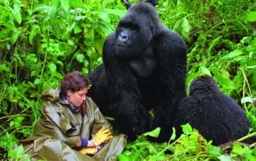 Gorilla nella nebbia - La storia di Dian Fossey: Guida TV  - TV Sorrisi e Canzoni
