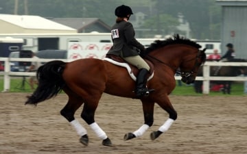 Horse Excellence: Guida TV  - TV Sorrisi e Canzoni