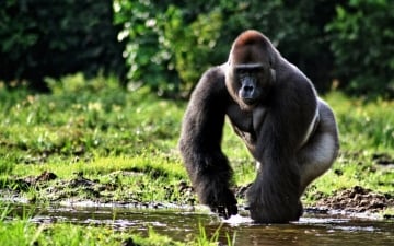 A lezione dai gorilla: Guida TV  - TV Sorrisi e Canzoni