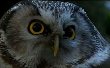 Speciale Tgr EstOvest WWF: Guida TV - TV Sorrisi e Canzoni
