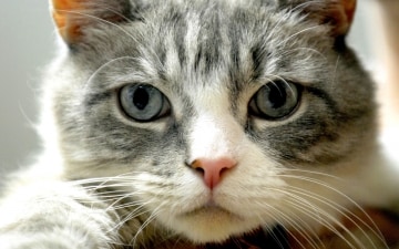 Desperate House Cats: Guida TV - TV Sorrisi e Canzoni