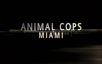 Animal Cops Miami: Guida TV  - TV Sorrisi e Canzoni