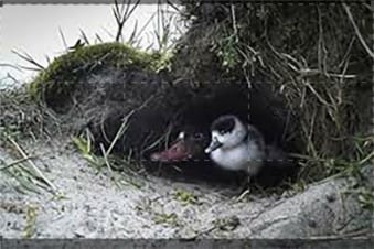 Wadden Sea: Un mare da brividi: Guida TV - TV Sorrisi e Canzoni