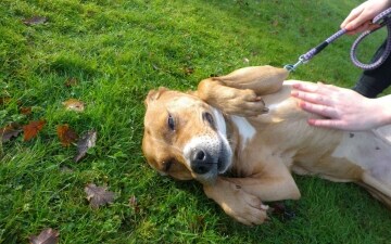 RSPCA: In prima linea: Guida TV - TV Sorrisi e Canzoni